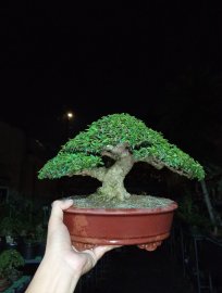 Thủy lá trung 18cm 