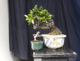 Diospyros maritima mini tree