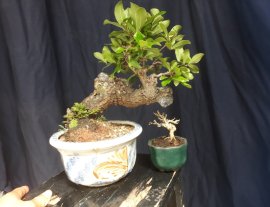 Diospyros maritima mini tree