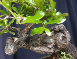 Diospyros maritima mini tree