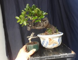 Diospyros maritima mini tree