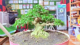 Mai chiếu thủy bonsai mini chờ chậu