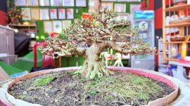 Mai chiếu thủy bonsai mini chờ chậu