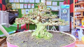 Mai chiếu thủy bonsai mini chờ chậu