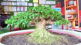 Mai chiếu thủy bonsai mini chờ chậu