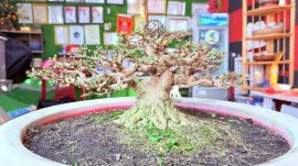 Mai chiếu thủy bonsai mini chờ chậu