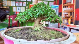 Mai chiếu thủy bonsai mini chờ chậu