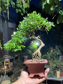 Linh sam siêu hoa già khú đế , gl ae 