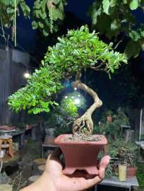 Linh sam siêu hoa già khú đế , gl ae 