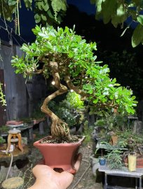 Linh sam siêu hoa già khú đế , gl ae 