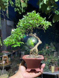 Linh sam siêu hoa già khú đế , gl ae 