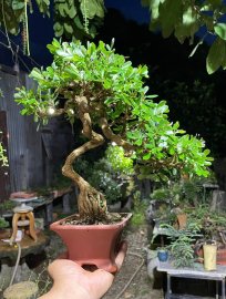 Linh sam siêu hoa già khú đế , gl ae 