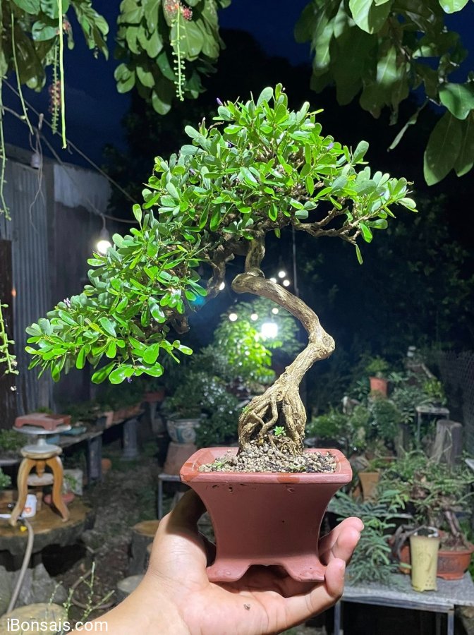Linh sam siêu hoa già khú đế , gl ae