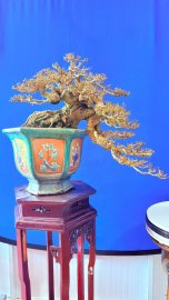 Dâm bụt bonsai