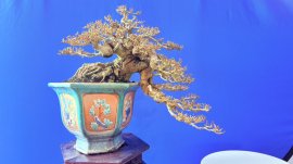 Dâm bụt bonsai