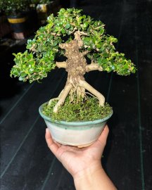Antidesma acidum tree