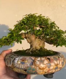 Mai chiếu thủy