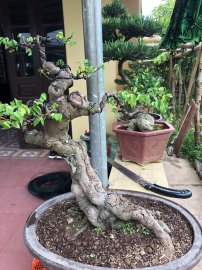 Tác phẩm khế gân