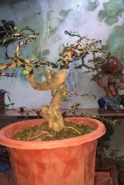 Tác phẩm nguyệt quế