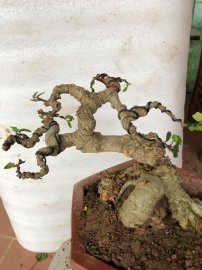 Tác phẩm duối