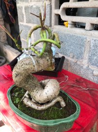 Cây hoa gạo