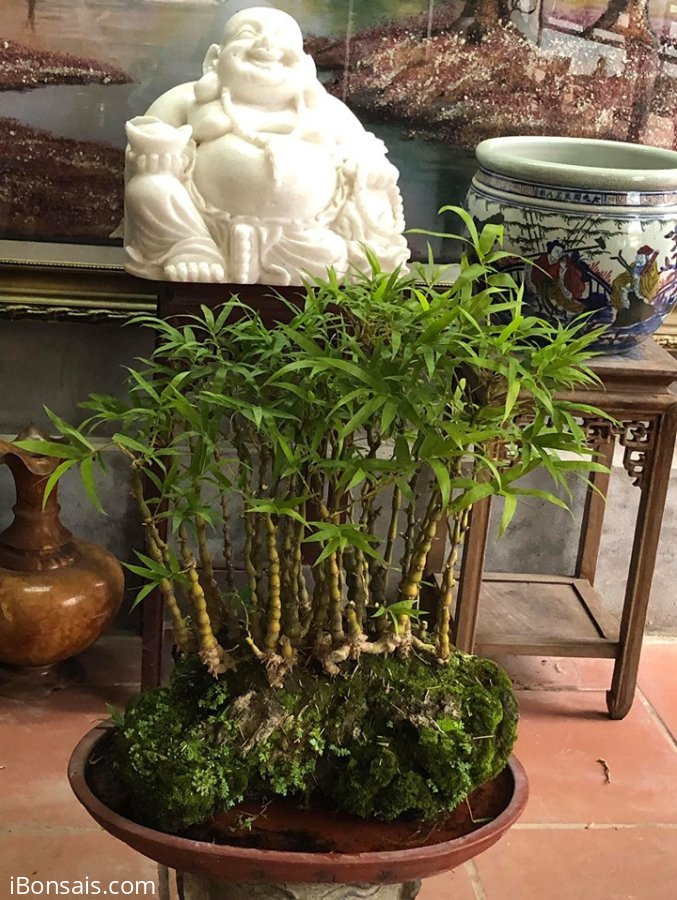 Rừng trúc già