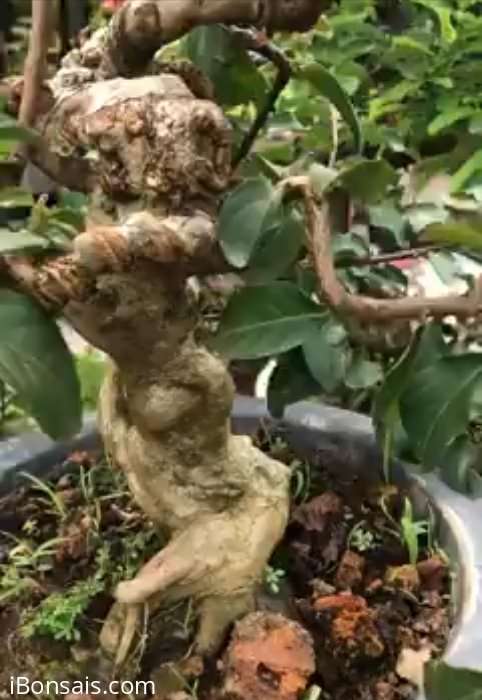 Tác phẩm tường vi