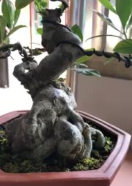 Tác phẩm dành dành