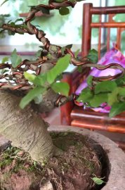 Duối mini rất đẹp
