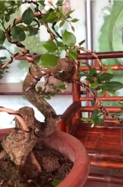 Nguyệt quế quái
