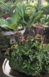 Đồi vạn tuế