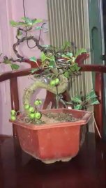 Sung siêu quả