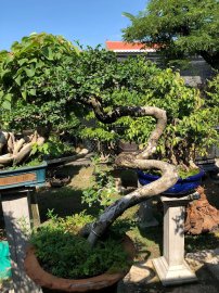 Duối quái cổ