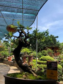 Tùng la hán quái già rất tự nhiên