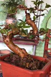 Tác phẩm ổi Long dáng