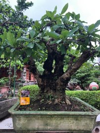 Tác phẩm lộc vừng quần thụ