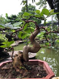 Tác phẩm ổi dáng Long thăng