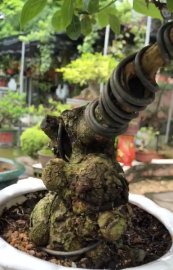 Tác phẩm hoa ngũ sắc