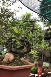 Tác phẩm tùng la hán