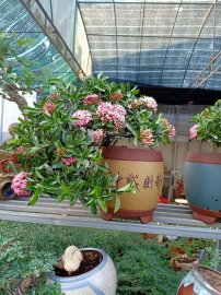 Trang lá nhỏ giá từ 1.5tr/1 cặp