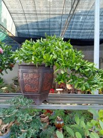 Trang lá nhỏ giá từ 1.5tr/1 cặp
