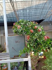 Trang lá nhỏ giá từ 1.5tr/1 cặp