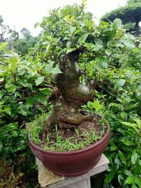 Sung lùn lực đã cho quả