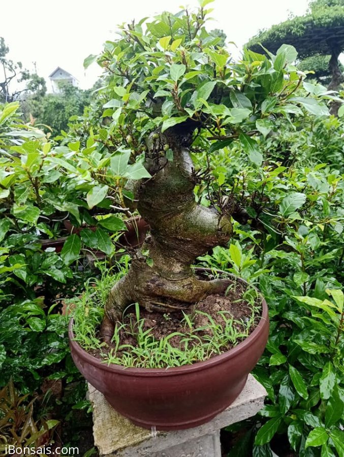 Sung lùn lực đã cho quả
