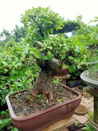 Sung lùn lực đã cho quả