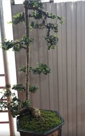 Tác phẩm cây duối dáng văn nhân, cao 90cm