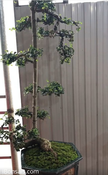 Tác phẩm cây duối dáng văn nhân, cao 90cm