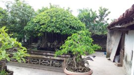 Sanh quê tôi