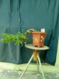Me bonsai mini, giá 800k/1 cây, bao ship