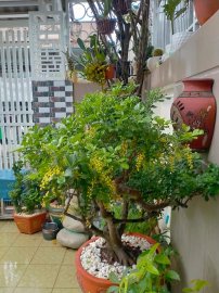 Hoa ngâu